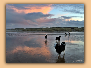 Die Hunde morgens am Saltum Strand (9).jpg
